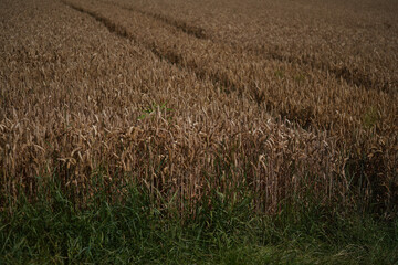 Grains in the field before harvest