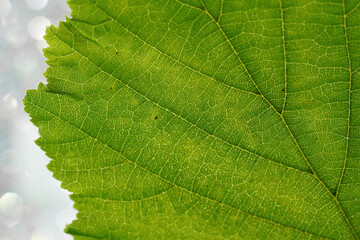 Leaf of a deciduous tree