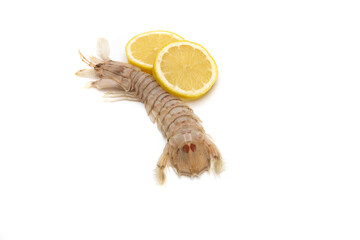 Fototapeta premium Mantis shrimp with lemon slices isolated on white background. The Squilla mantis is a species of stomatopod crustacean in the Squillidae family.