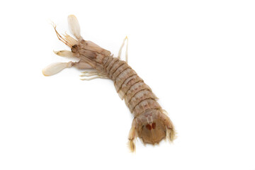 Mantis shrimp isolated on white background. The Squilla mantis is a species of stomatopod crustacean in the Squillidae family.