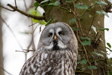 Great grey owl
