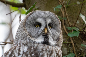 Great grey owl