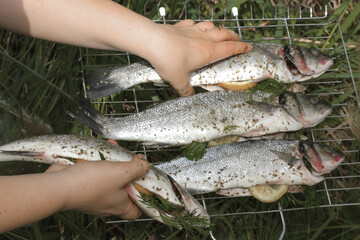 Fresh raw fish in a woman's hands top view. Chef stuffs and lays fish on metal grate for barbecue grilling at a picnic in a countryside. Sea healthy food cooking in the woods, forest on green grass.