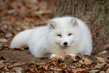 Fototapeta premium artic fox in automn on leaves in a forest