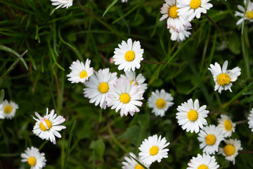 Fototapeta premium white and yellow daisy flowers in green grass on a flower meadow in spring