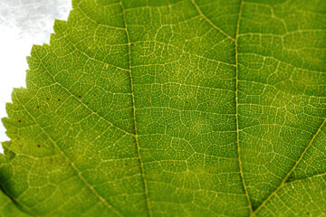 Leaf of a deciduous tree