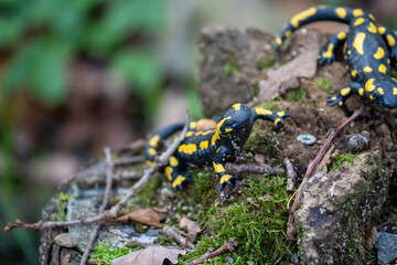 Fire salamander in the forest