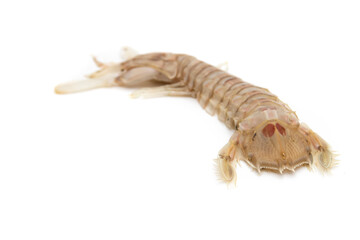Mantis shrimp isolated on white background. The Squilla mantis is a species of stomatopod crustacean in the Squillidae family.