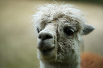 Fototapeta premium Ein weißer Kopf eines Alpakas