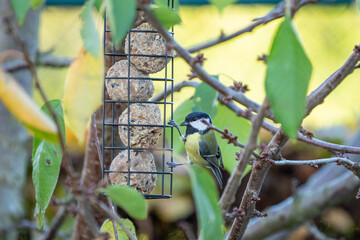 bird on the feeder in winter eating from a suet feeder