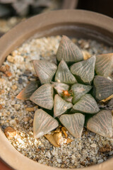 haworthia