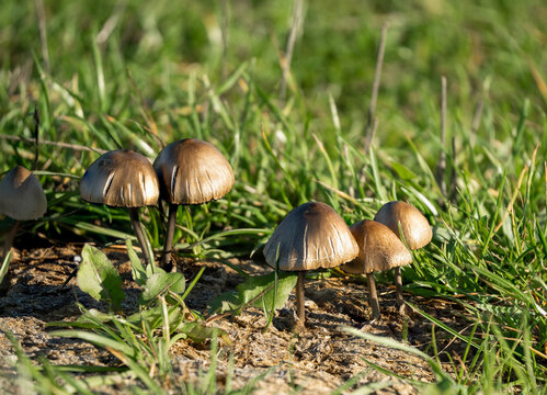 close-up of a Petticoat Mottlegill troop of mushrooms (Panaeolus papilionaceus)
