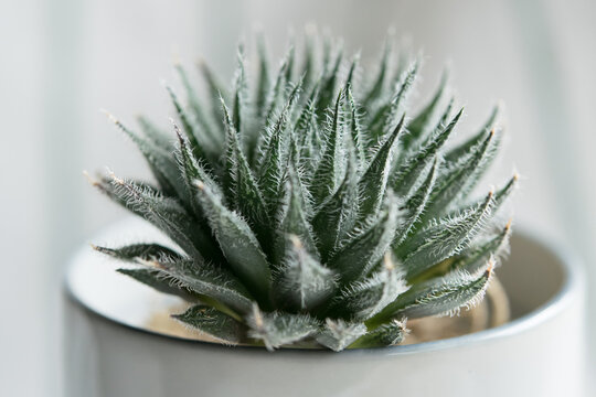 Haworthia