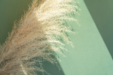 Dry pampas grass beige color sun and shadows on a green background close-up. Natural texture...
