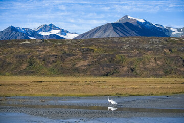 Two trumpeter swans in the mountains, Yukon - obrazy, fototapety, plakaty