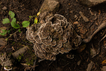 Champignon qui ressemble à de l'écorce poussant au sol