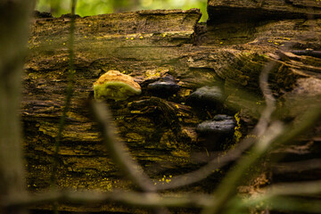 Champignons poussant sur une souche d'arbre à l'automne