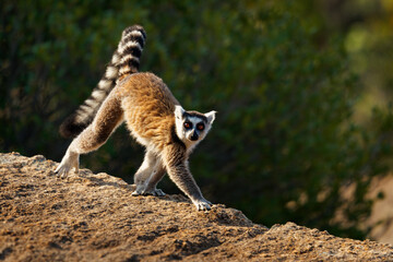 Ring-tailed Lemur - Lemur catta large strepsirrhine primate with long, black and white ringed tail, endemic to Madagascar and endangered, known locally in Malagasy as maky, maki or hira. Portrait