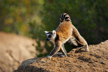 Ring-tailed Lemur - Lemur catta large strepsirrhine primate with long, black and white ringed tail, endemic to Madagascar and endangered, known locally in Malagasy as maky, maki or hira. Portrait