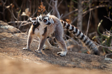 Ring-tailed Lemur - Lemur catta large strepsirrhine primate with long, black and white ringed tail, endemic to Madagascar, known locally in Malagasy as maky or hira. Family on the rock