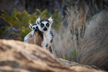 Naklejka na ściany i meble Ring-tailed Lemur - Lemur catta large strepsirrhine primate with long, black and white ringed tail, endemic to Madagascar, known locally in Malagasy as maky or hira. Family on the rock