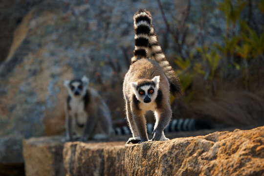Ring-tailed Lemur - Lemur catta large strepsirrhine primate with long, black and white ringed tail, endemic to Madagascar, known locally in Malagasy as maky or hira. Family on the rock