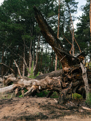 the root of a tree that fell in a coniferous forest. an old fallen tree. a huge tree root in the forest.