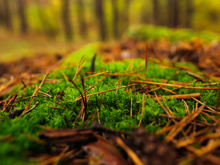 green moss with needles. empty stage with green moss for product presentation. neutral green background. natural background for cosmetic products. moss in a coniferous forest. pine needles on moss.