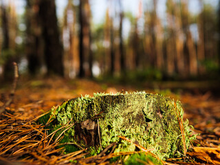 Fototapeta premium a stump covered with moss in a coniferous forest. bright green moss on the trunk of an old tree.