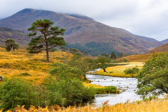 Glen Strathfarrar in the Scottish Highlands. Autumnal scene with golden grasses and bracken , low misty clouds over high mountains, Scots Pines bordering the River. Horizontal, Space for copy.