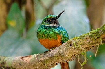 Rufous-tailed Jacamar - Galbula ruficauda in La Selva Biological Station, Costa Rica