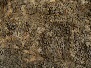 Aged wood texture, forest and nature