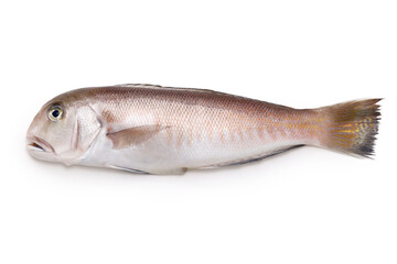 White tilefish ( In Japan, a high-class fish is called 