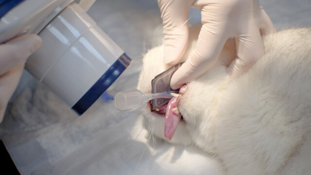 The cat is given an x-ray of the teeth under general anesthesia. Using a portable x-ray machine, an animal can take a picture of the root of the tooth. The concept of dentistry in cats.