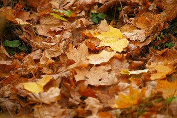 autumn leaves lying on the ground