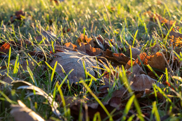 Sunset in the field of fallen leaves at late autumn in november