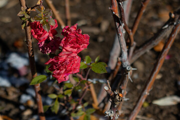 red rose bush
