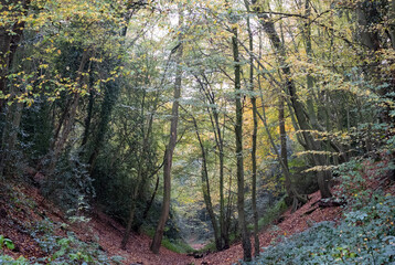 Devil's Dyke, Wheathampstead Hertfordshire, photographed in autumn. The pathway through the trees is an ancient earthworks.