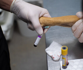 The doctor draws a blood sample from a dog's vein with a needle for analysis. The doctor holds a...