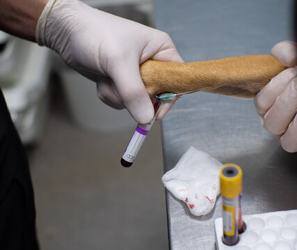 The doctor draws a blood sample from a dog's vein with a needle for analysis. The doctor holds a dog's paw tied with a tourniquet to take a blood sample for analysis.