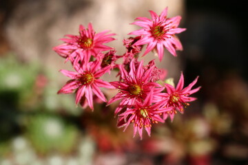 Sempervivum arachnoideum 'Koko Flanel' rojnik pajęczynowaty