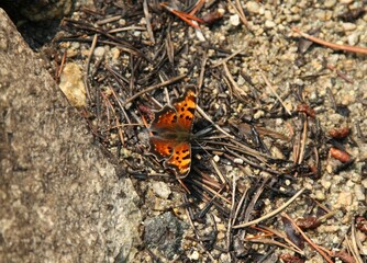 Green Comma (Polygonia faunus) orange butterfly in Wind River Range, Wyoming
