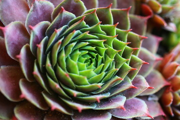 rojnik Sempervivum 'Dr. Fritz Köhlein'