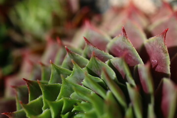 Fototapeta premium rojnik Monika Sempervivum