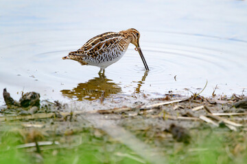 Greater Yellow Legs eating a newly caught worm in the marsh water