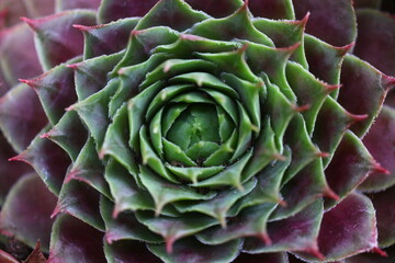 Obraz premium rojnik Monika Sempervivum