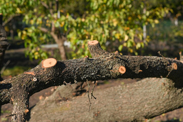 A sawn tree lies on the ground with its branches cut down.