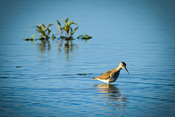 Greater Yellow Legs wading in marsh water ooking for food