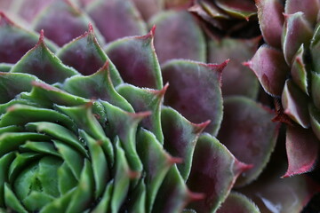rojnik Monika Sempervivum