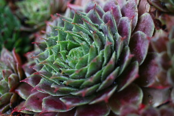 rojnik Monika Sempervivum